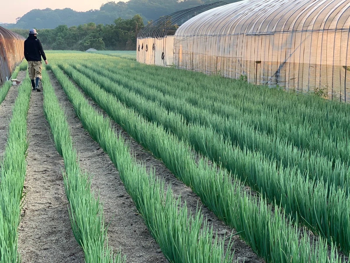 広島県が生産量日本一の“わけぎ”（尾道）の「研修制度」を新たに掲載しました！