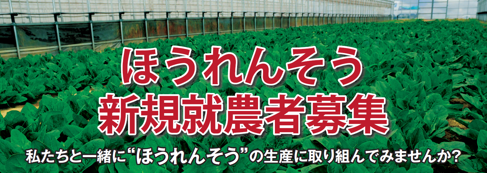 【JA福山市】ほうれんそう新規就農者募集について